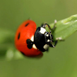 Slunéčko-sedmitečné---Cocci