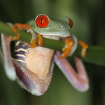 hrazda I    /Listovnice červenooká (Agalychnis callidrias)