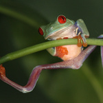 hrazda IIII    /Listovnice červenooká (Agalychnis callidrias)