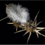 Pírko a bodláček-2