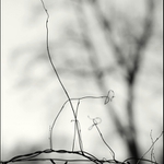 Ze života plotu III...