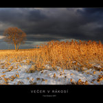 Večer v rákosí