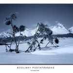 Bodliaky podtatranské