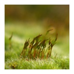 ...v  davu na  mechu...