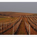 Podvečerní vinohrad