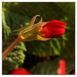 poupě petrklíče II.