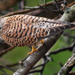 Poštolka - Test objektivu 100-300