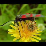 Vřetenuška čičárková