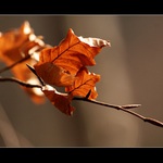 ...Blanenské sluníčkování...