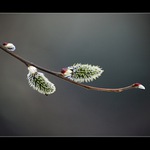 ...jarní něžnosti...