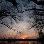 Aj stromy idú spať