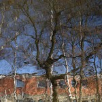 Bříza vyzývaná k tanci ve st. Cihellně