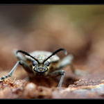 Tesaříkovo jarní vykročení