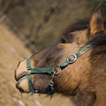 perspektivní přiblížení