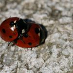 Sexualne hyrenie tych najmensich