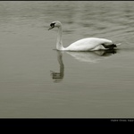 Když se vrátí labutě