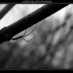 Ladná silueta pavouka