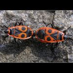 Pyrrhocoris apterus - ruměnice pospolná