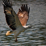 Orlovec říční (prý) :)