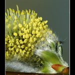 Kočička pod drobnohledem