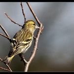 Čížek lesní - samička