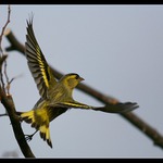 Čížek lesní - start