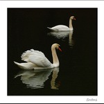 swans