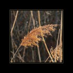 ..a tráva šumí ve větru...II