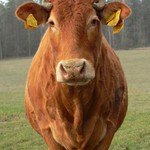 Přirozeně krásná