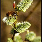 Holá příroda volá