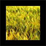 Sluncem pozlacené....