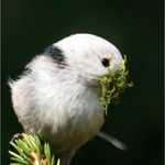 Mlynařík dlouhoocasý