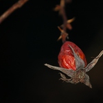 Fructus cynosbatti (na sklonku života)