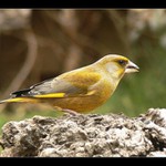 Zvonek zelený ( Carduelis chloris )