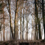 V lesoparku-2-zrcadlení