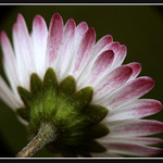 Tak ji vidí mravenci