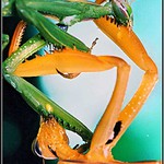 Dva kohouti na smetišti...