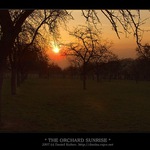 THE ORCHARD SUNRISE