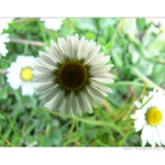 Mám ráda sedmikrásky