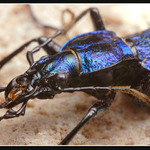 Letos první z pod kůry