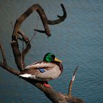 Jsem z toho na větvi