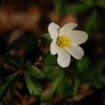 Anemone nemorosa