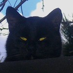 Šelma