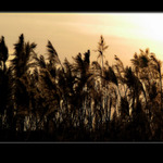 ...rákos při západu...