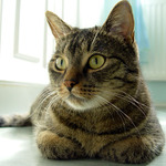 Agent kocour FRODO, čtete :))