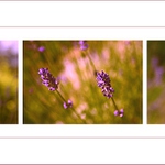 *** Levandulová ***