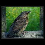 Jeden z prvních letů...