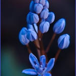 Scilla