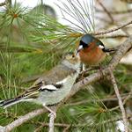 Krmenie drobného vtáctva