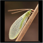 *** potvůrka podivná ***